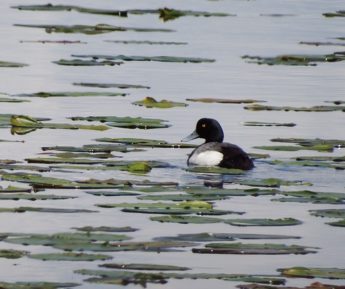 Greater Scaup - Nicholas Sly