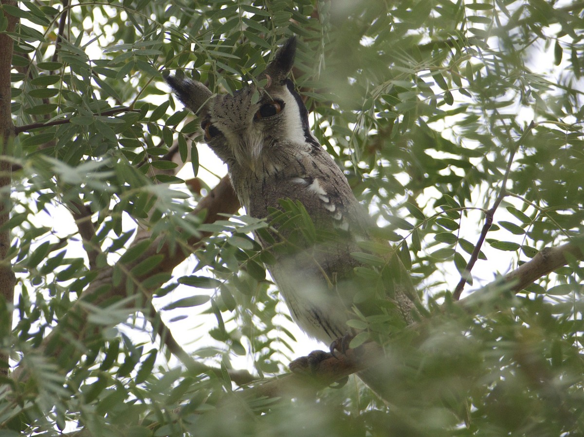 Northern White-faced Owl - ML79479981