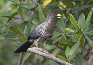  - Western Plantain-eater