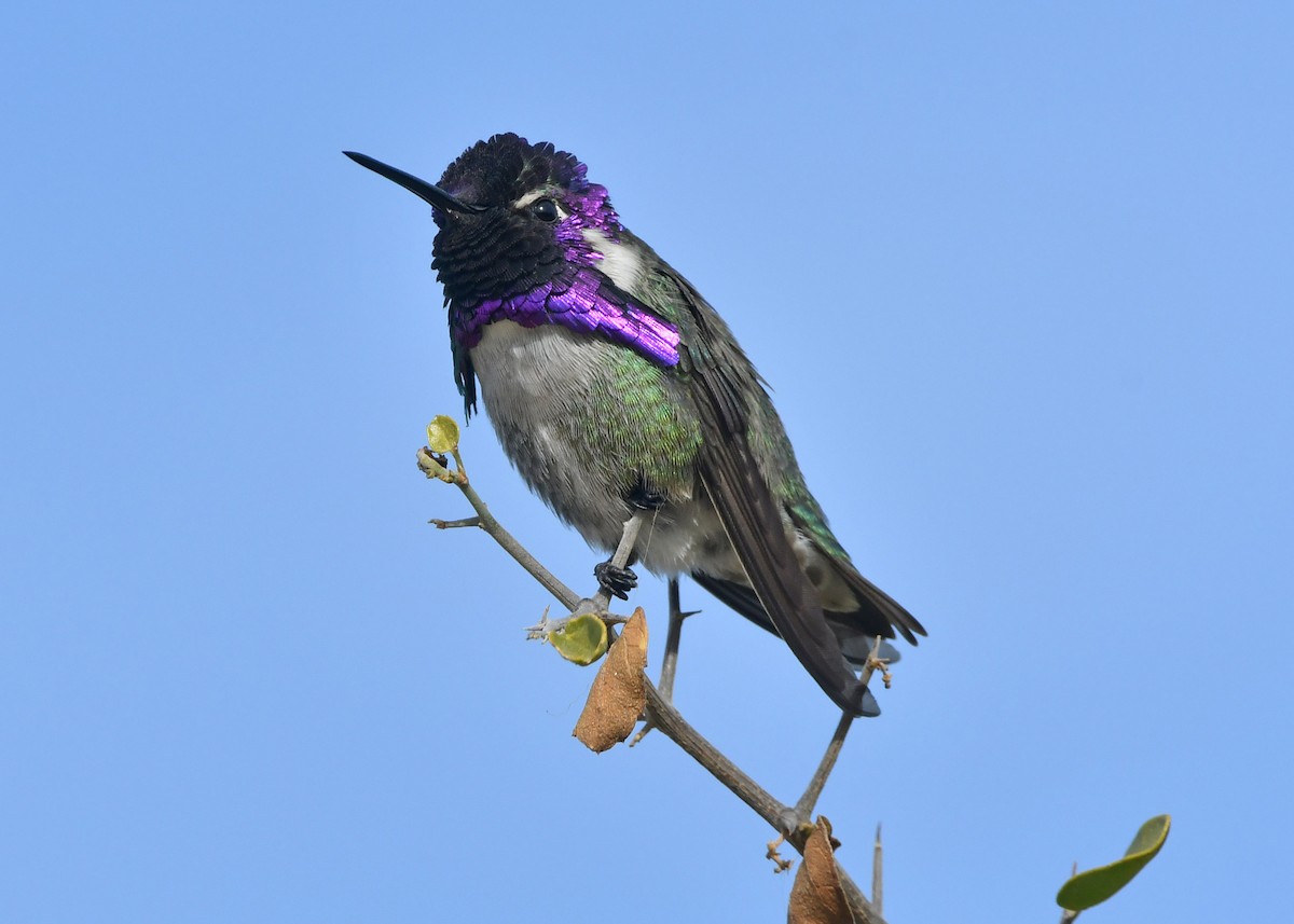 Costa's Hummingbird - ML79480881