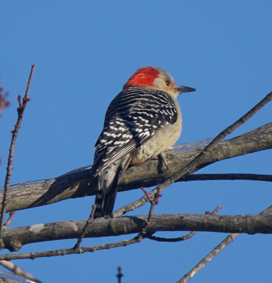 Red-bellied Woodpecker - Nevine Jacob