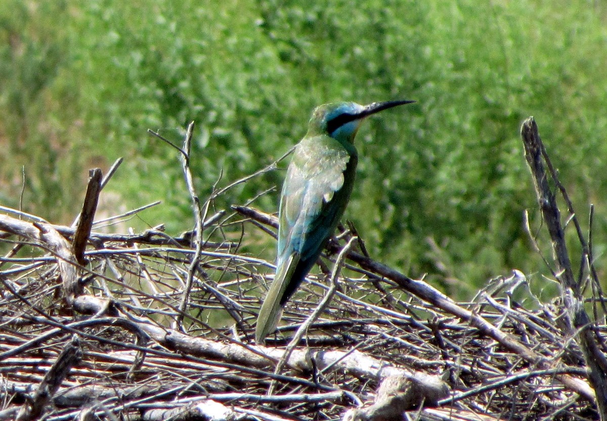 Blue-cheeked Bee-eater - ML79482111
