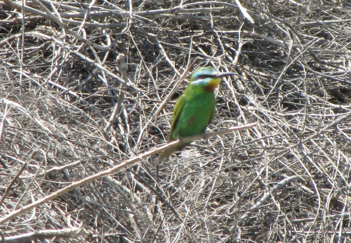 Blue-cheeked Bee-eater - ML79482131