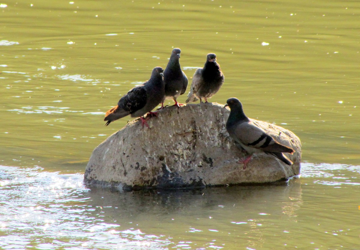 Rock Pigeon (Feral Pigeon) - Pat McKay
