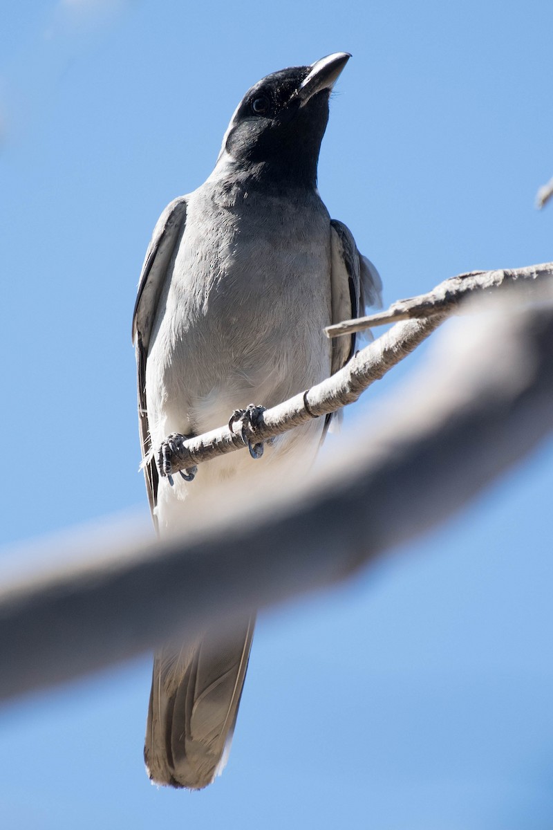 Black-faced Cuckooshrike - ML79486501