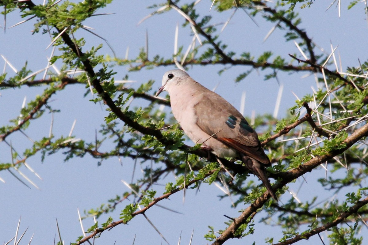 Emerald-spotted Wood-Dove - ML79487221