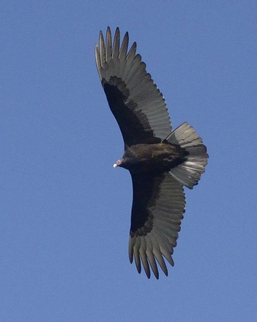 Turkey Vulture - Heather Pickard