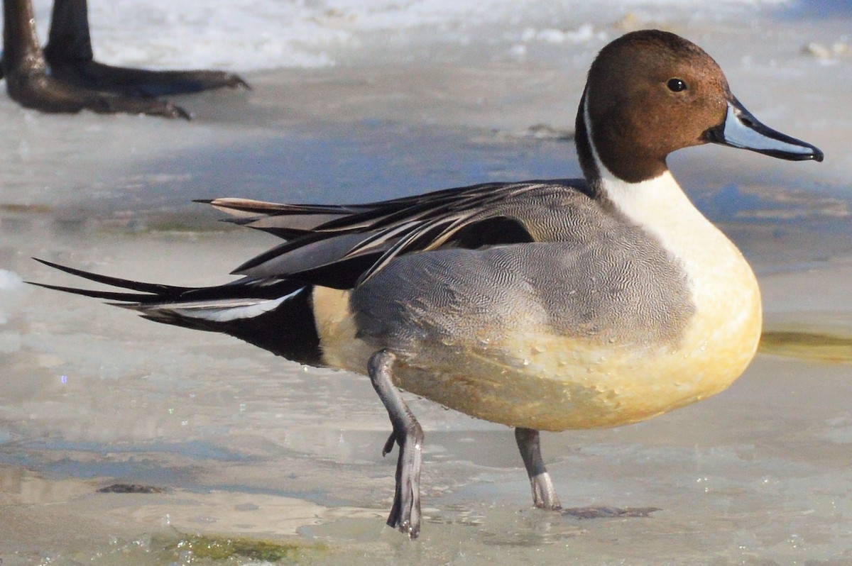 Northern Pintail - Amy Downing
