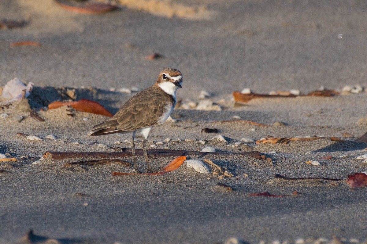 Red-capped Plover - ML79489761