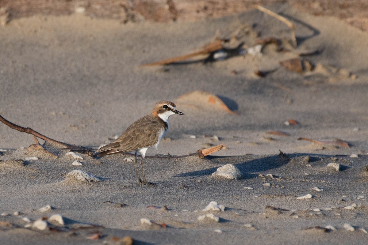 Red-capped Plover - ML79489771