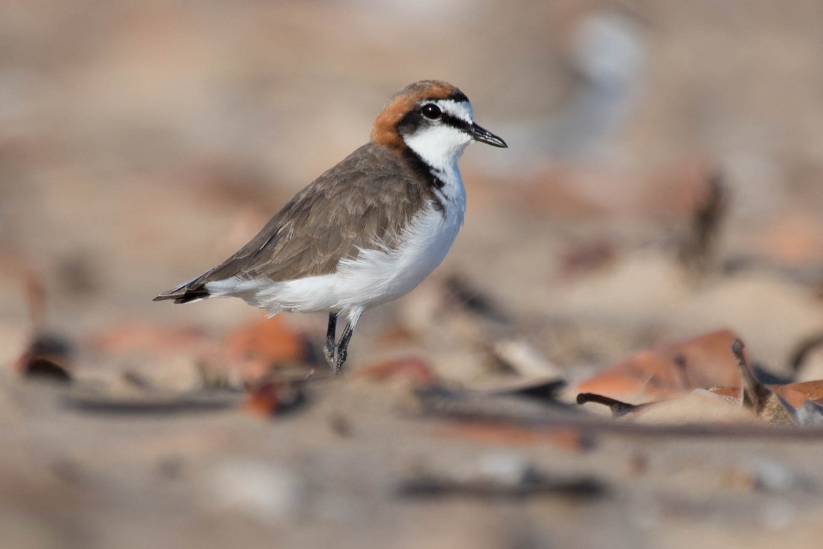 Red-capped Plover - ML79490211