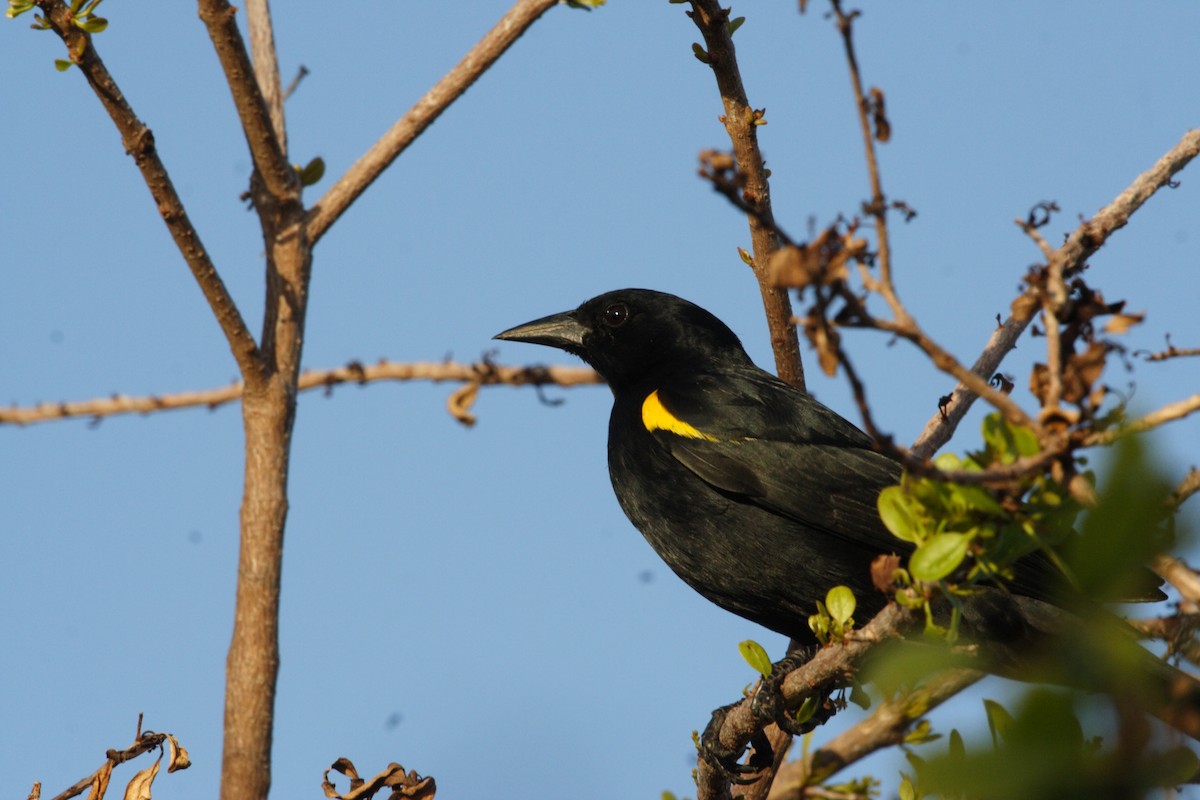 Yellow-shouldered Blackbird - ML79490551