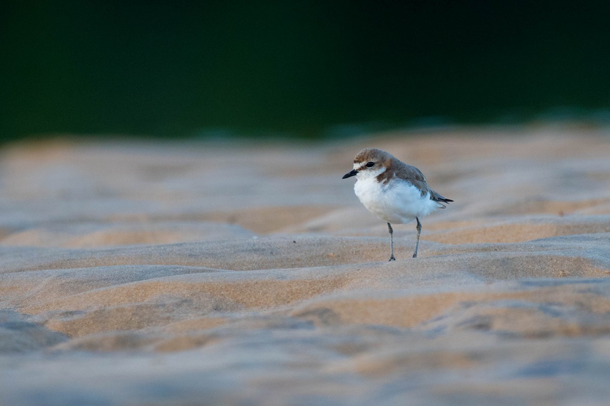 Red-capped Plover - ML79490641