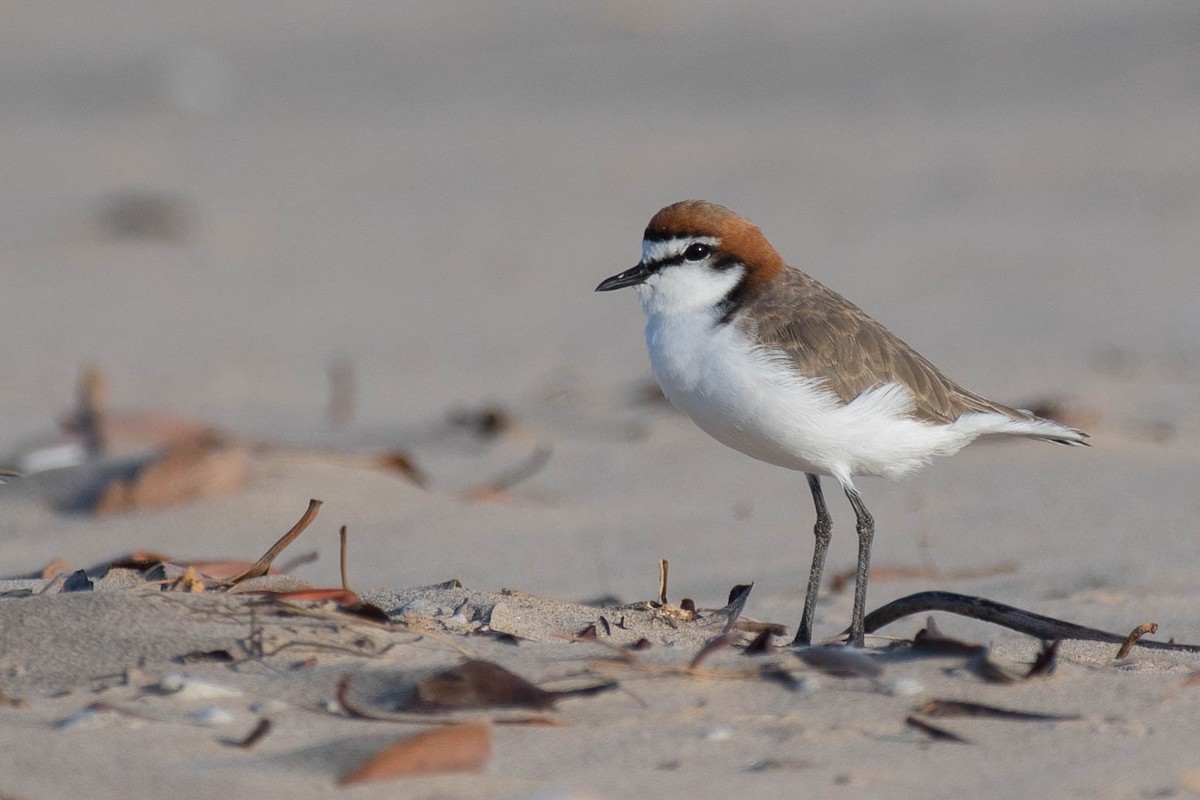 Red-capped Plover - ML79491271