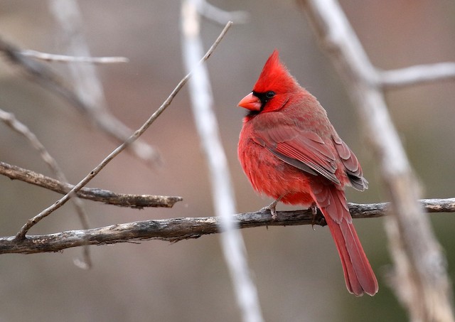 Male (presumably subspecies <em>canicaudus</em>). - Northern Cardinal - 