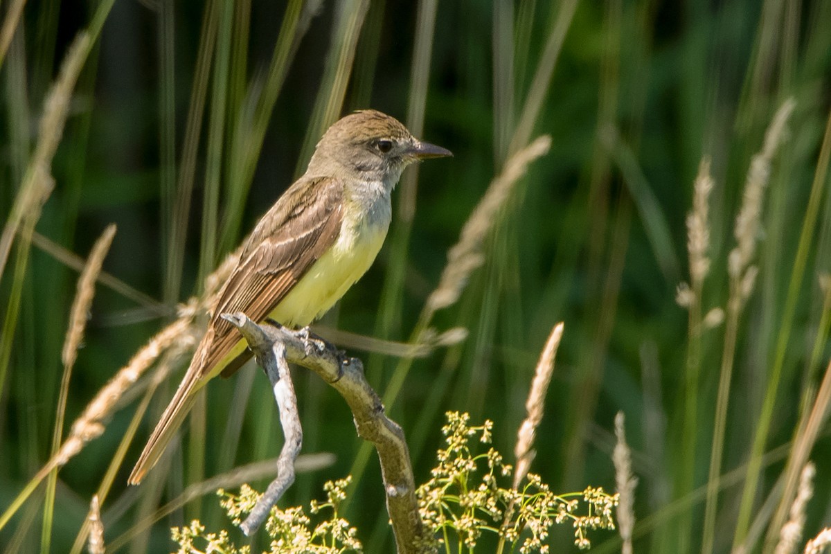 Great Crested Flycatcher - ML79493061