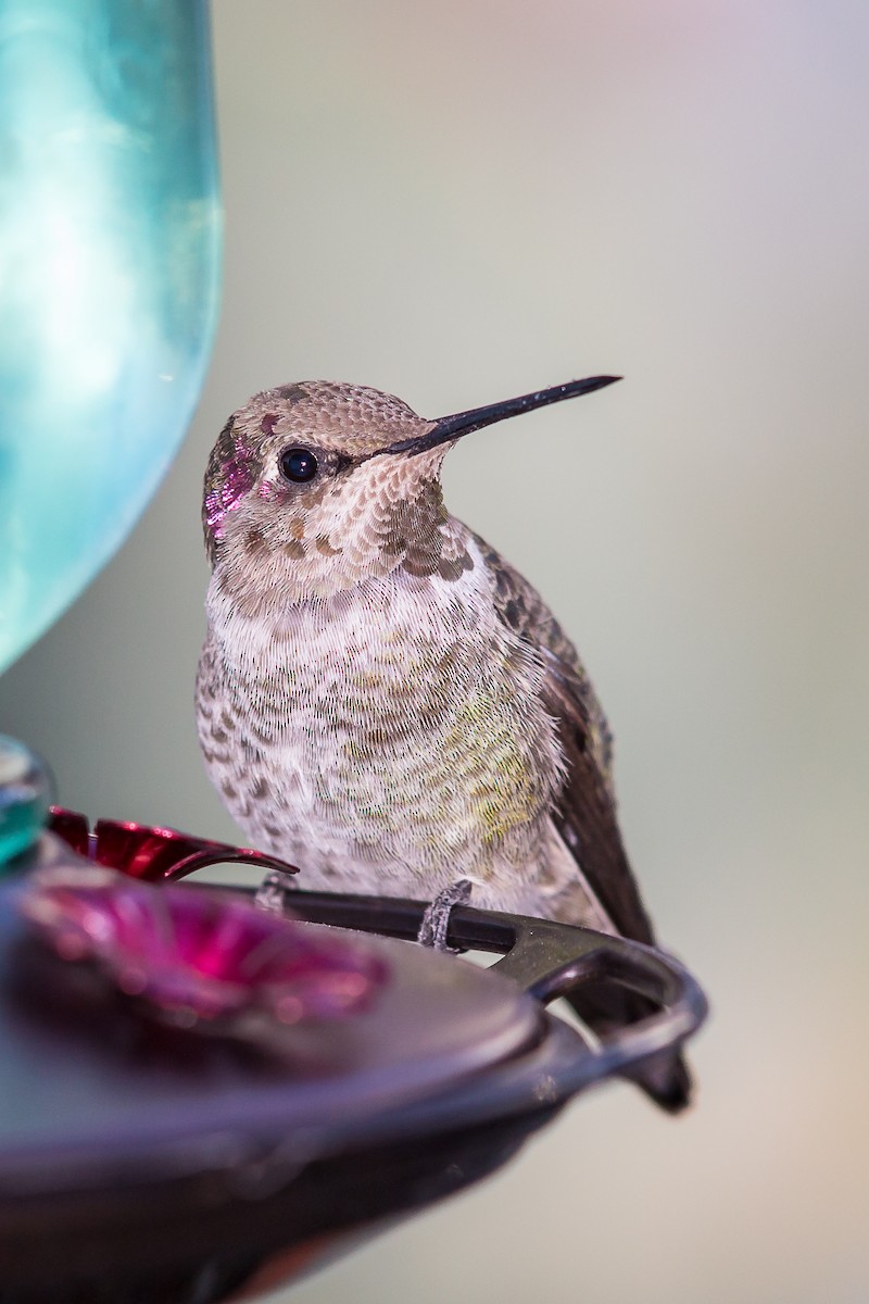 Anna's Hummingbird - ML79496871