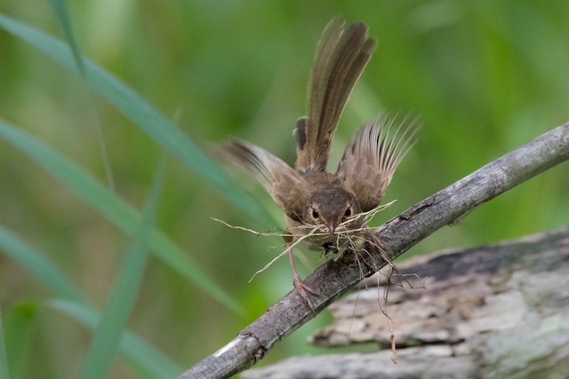 Female carrying nesting materials. - Red-backed Fairywren - 