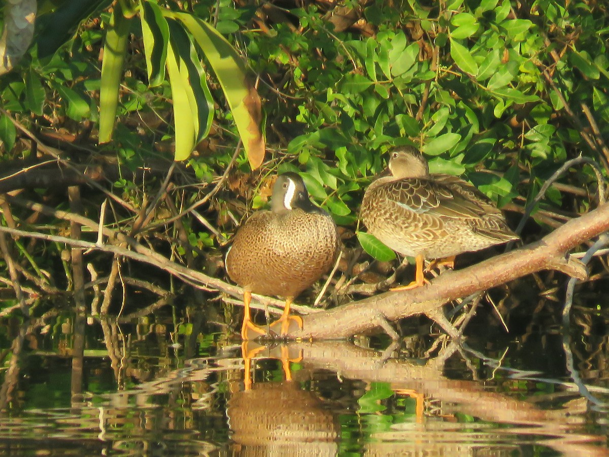 Blue-winged Teal - ML79498111