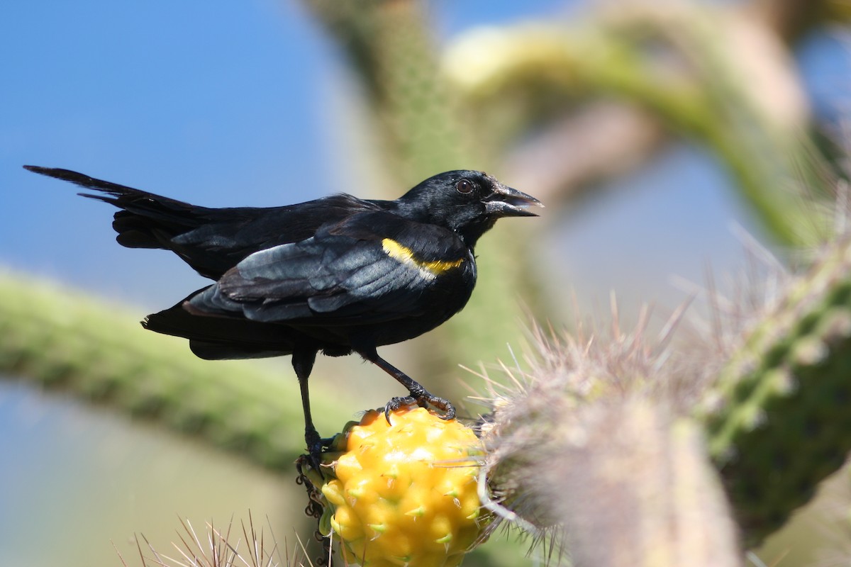 Yellow-shouldered Blackbird - Alcides L. Morales Pérez