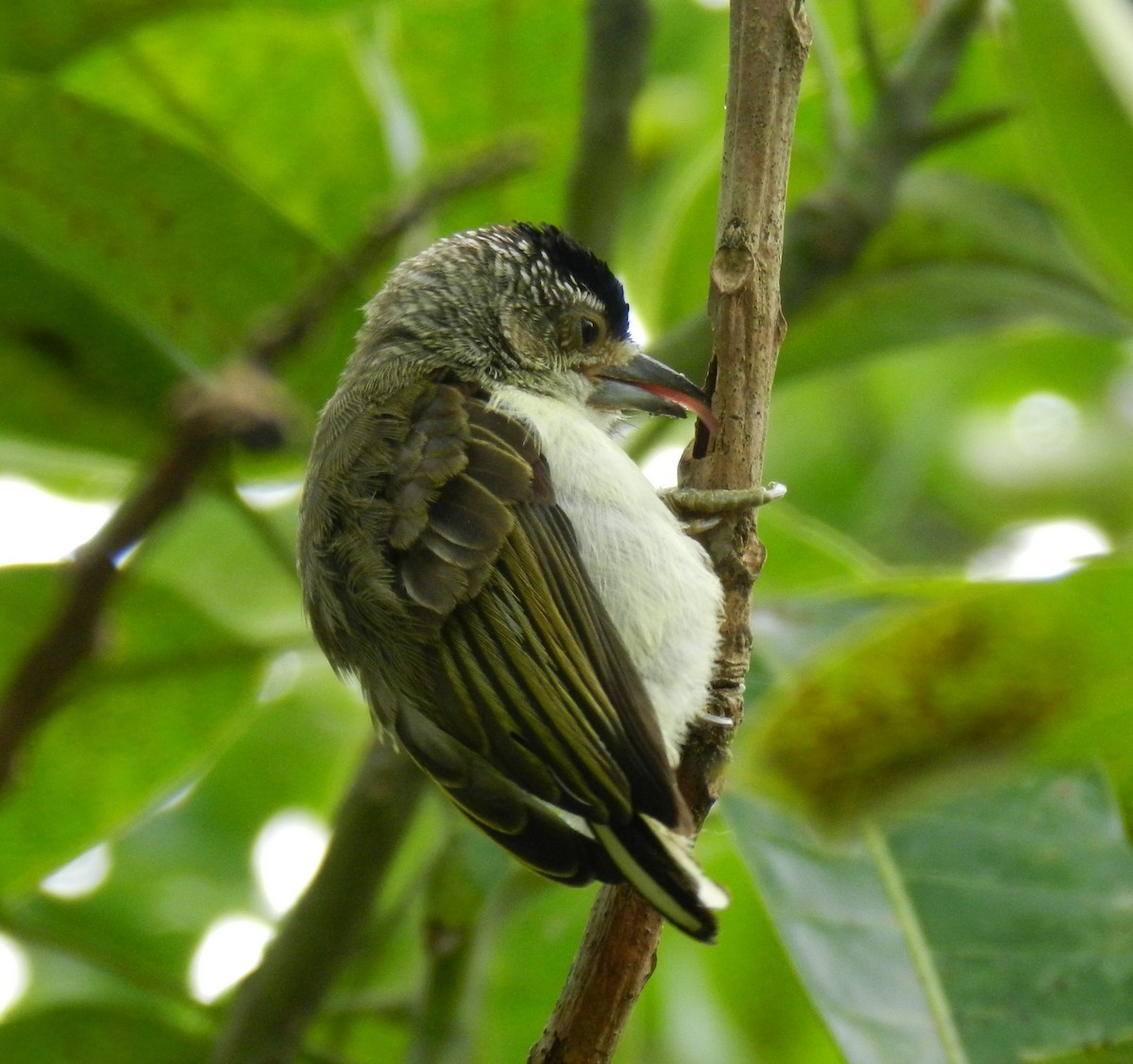 Plain-breasted Piculet - ML79501691