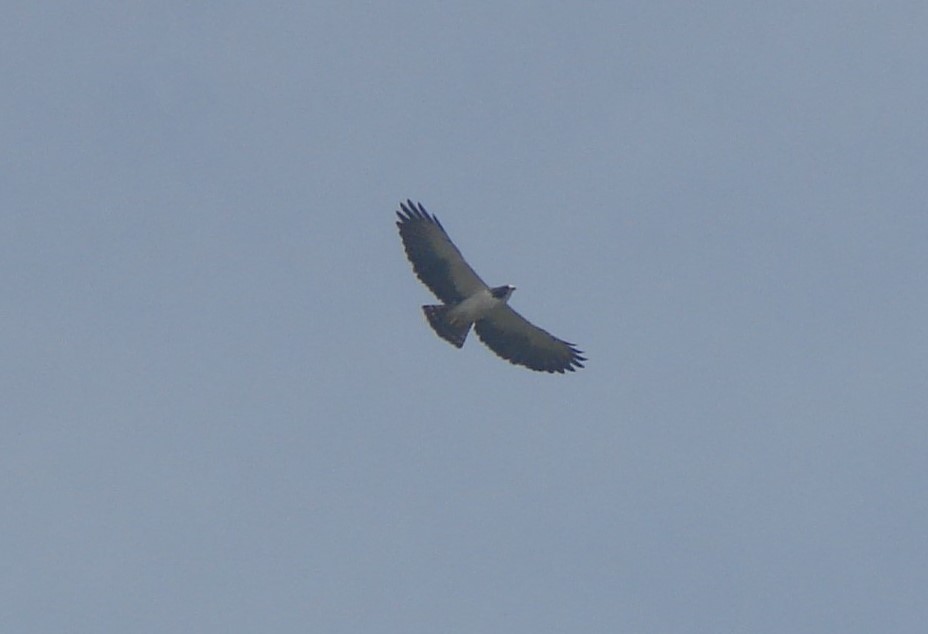 Short-tailed Hawk - Susana Cubas Poclin