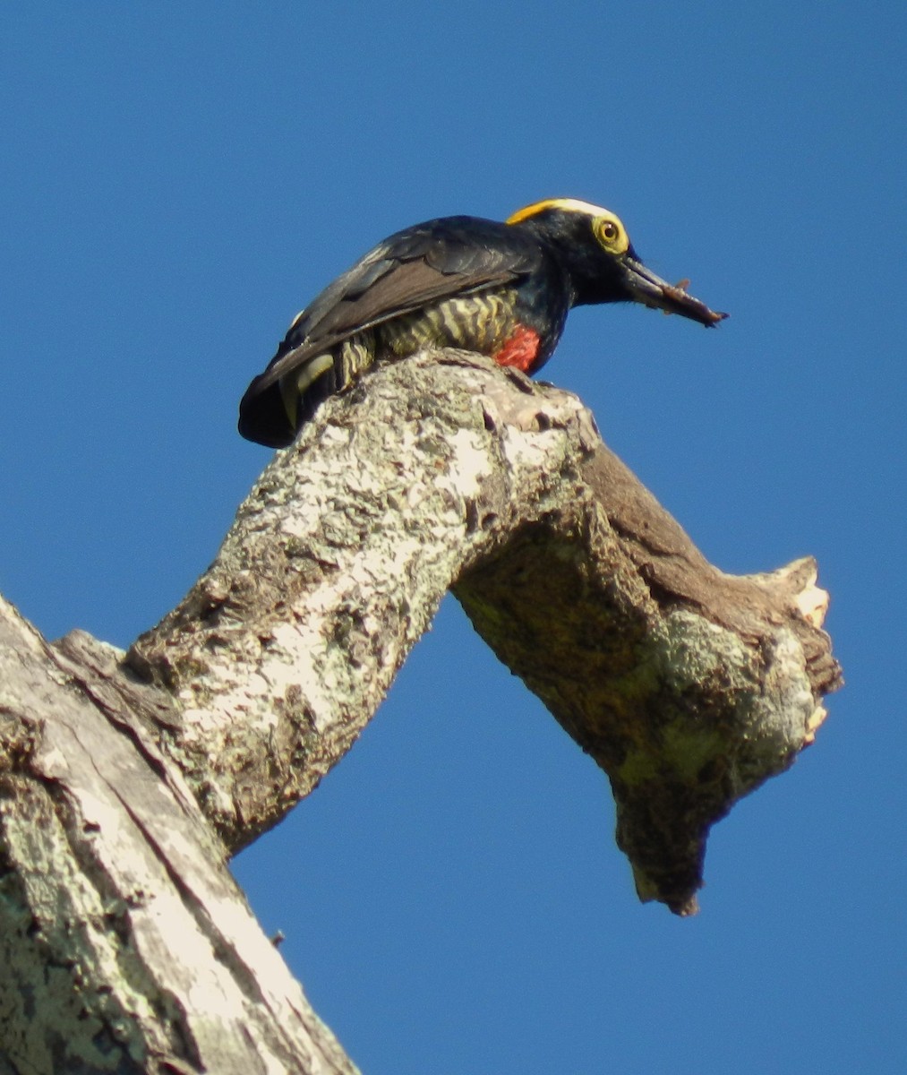Yellow-tufted Woodpecker - ML79505121