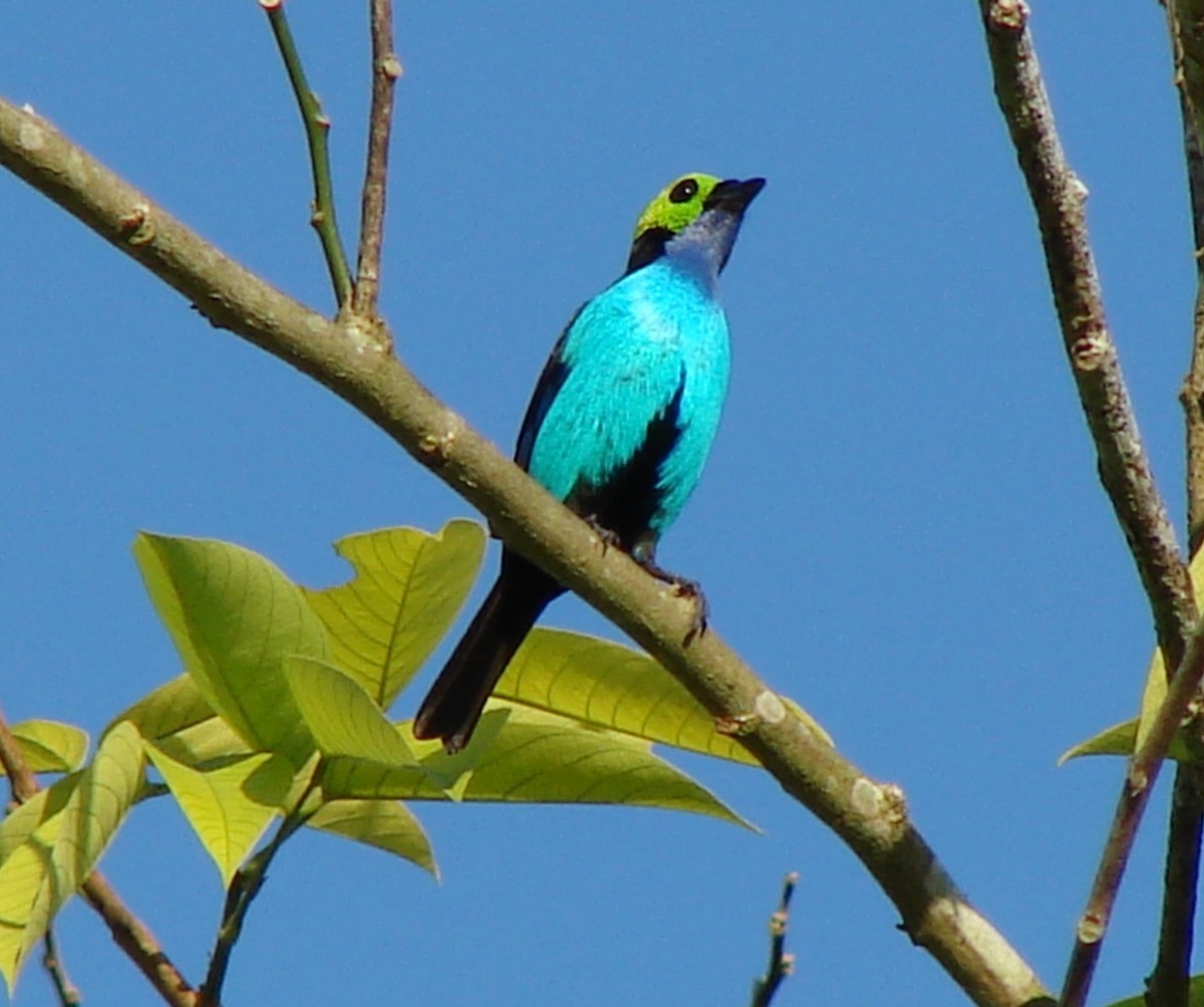 Paradise Tanager - ML79507391