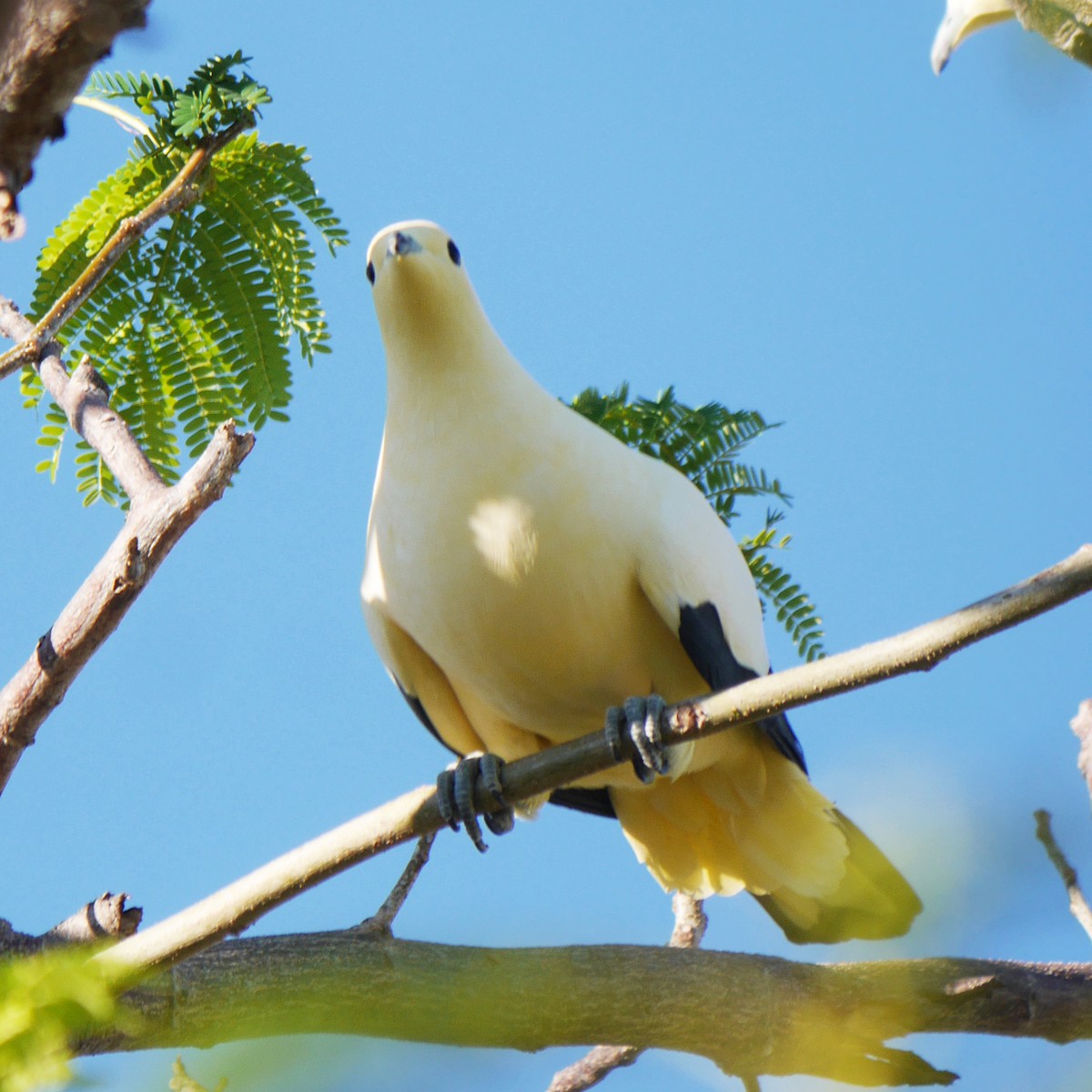 Pied Imperial-Pigeon - ML79507761