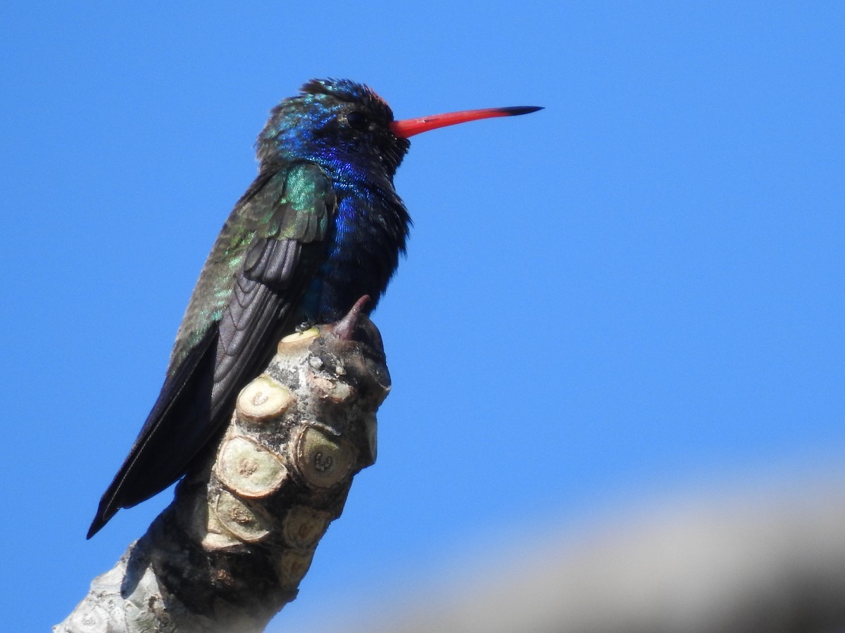 Turquoise-crowned Hummingbird - ML79507991