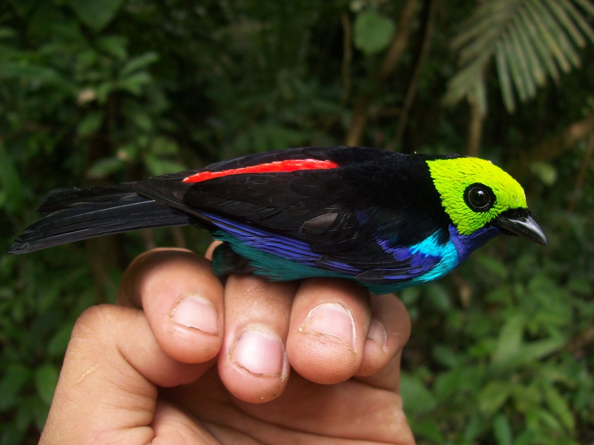 Paradise Tanager - ML79510051