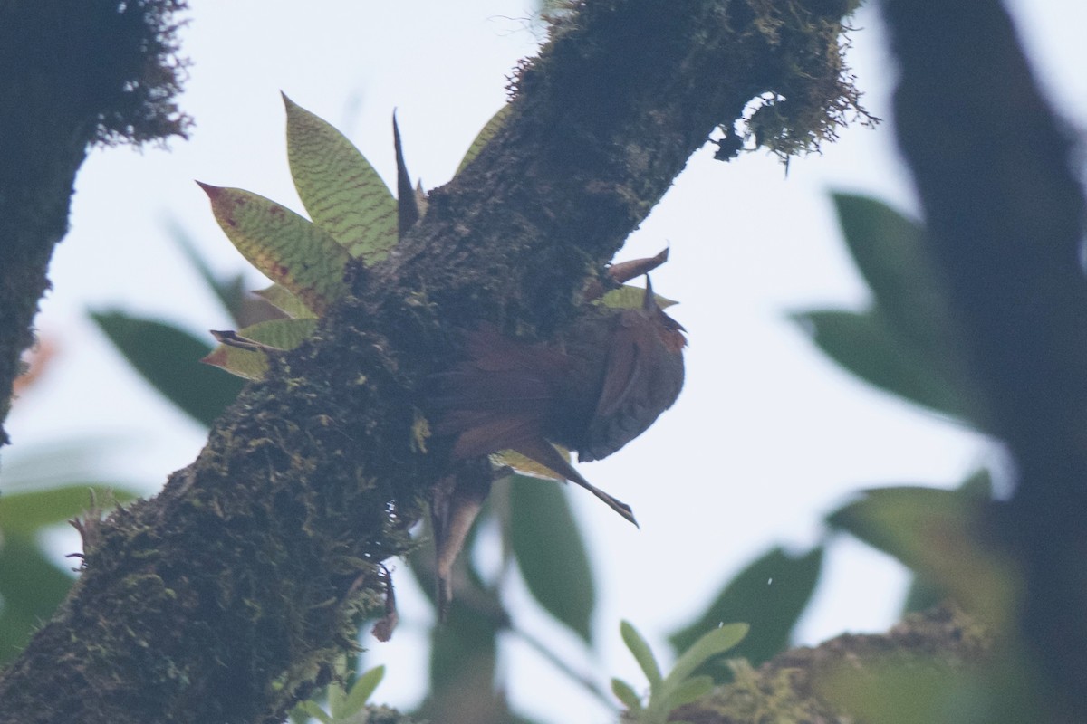 Red-faced Spinetail - ML79510491