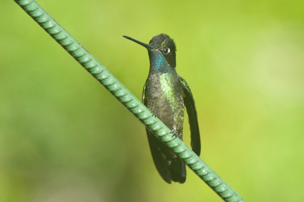 Talamanca Hummingbird - Cory Gregory