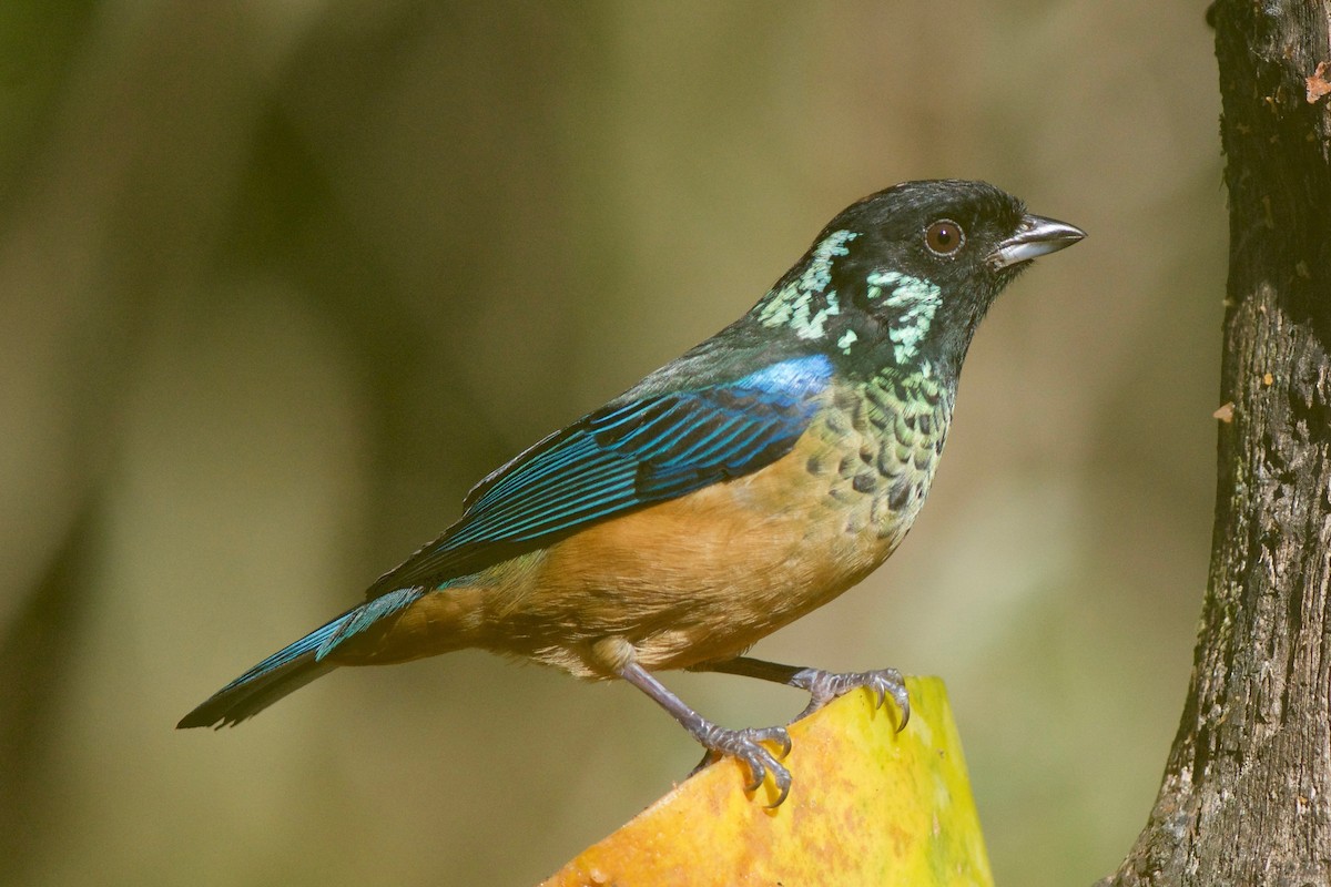 Spangle-cheeked Tanager - ML79510741