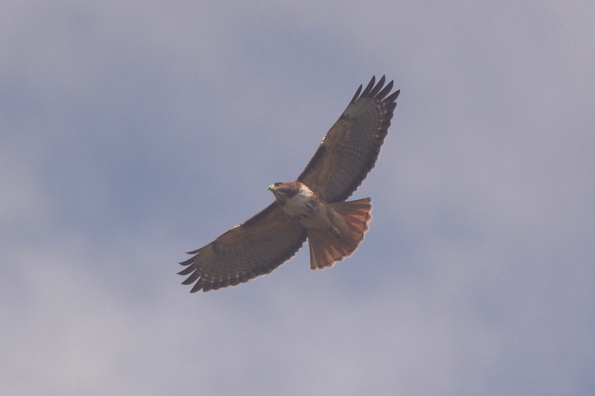 Red-tailed Hawk - Cory Gregory