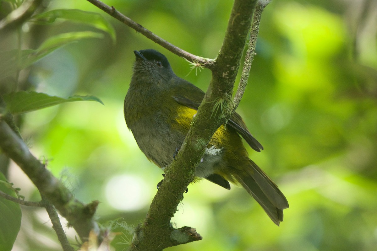 Black-and-yellow Silky-flycatcher - ML79511321