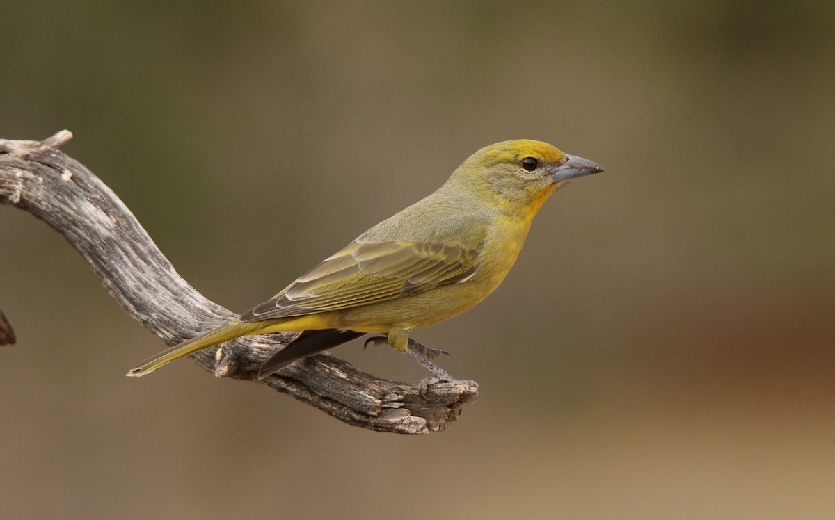 Hepatic Tanager - ML79512741