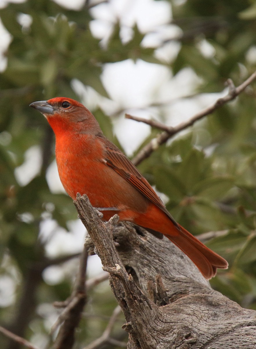 Hepatic Tanager - ML79512781