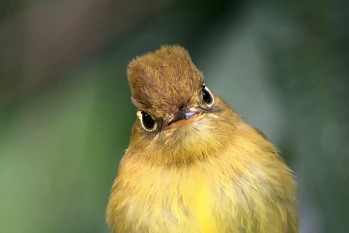 Yellowish Flycatcher - Cory Gregory