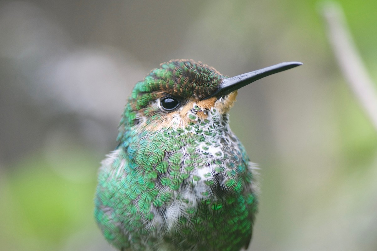 Green-crowned Brilliant - ML79514021
