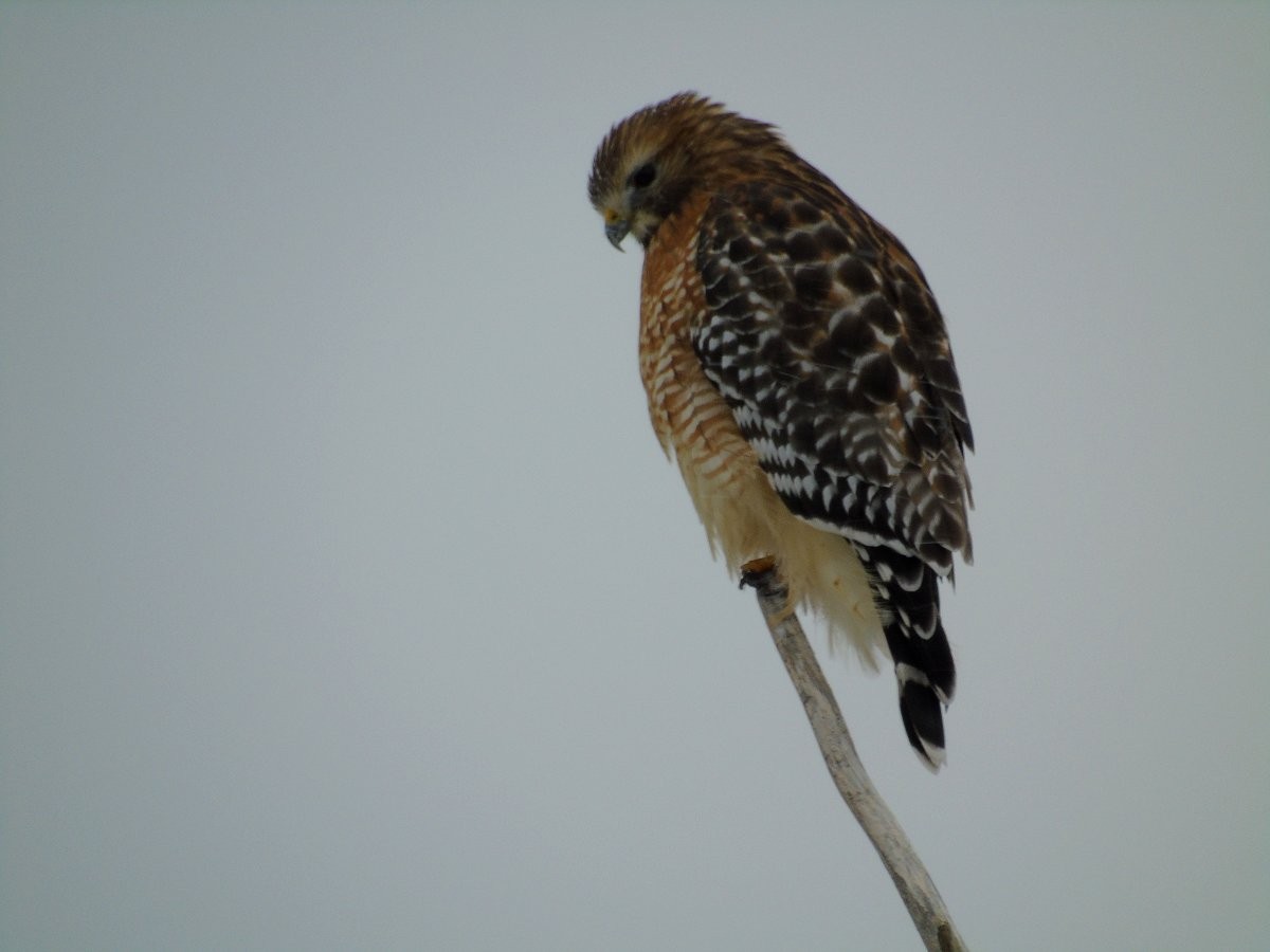 Red-shouldered Hawk - Larry Neily