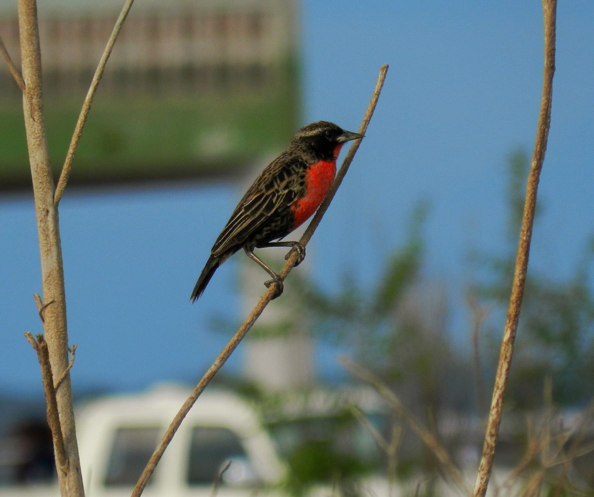 Red-breasted Meadowlark - ML79515881