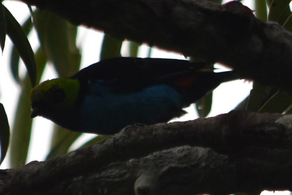 Paradise Tanager - ML79517361
