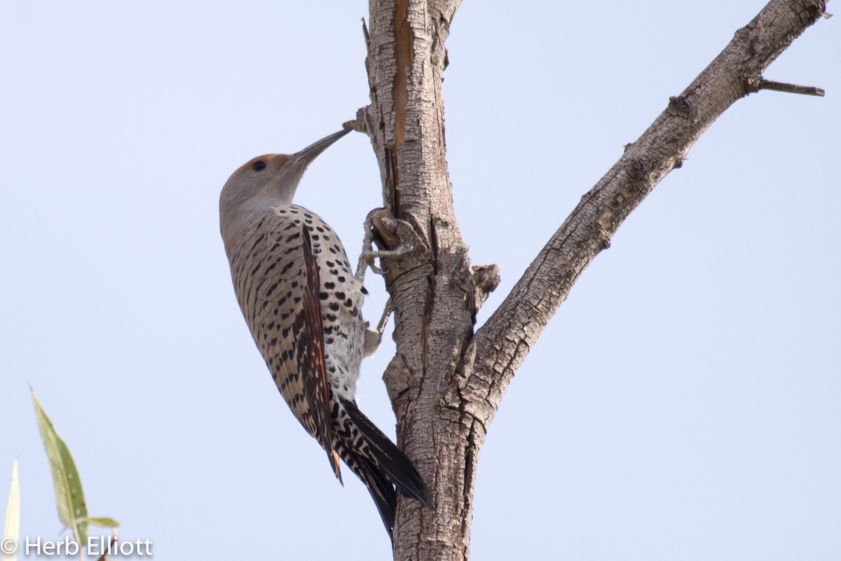 Northern Flicker (Red-shafted) - ML79517681