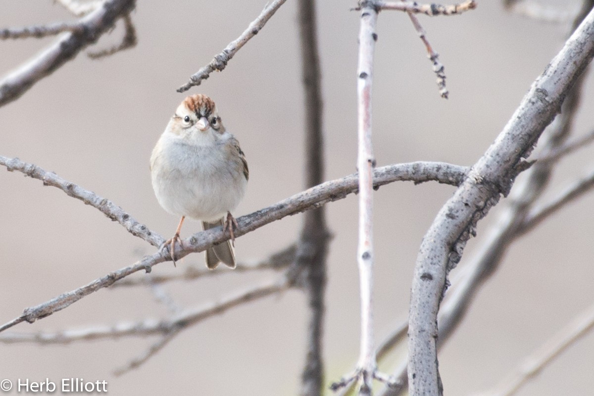 Chipping Sparrow - ML79517921