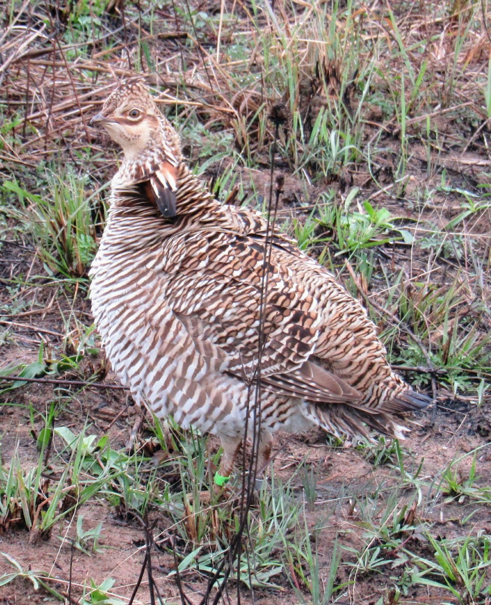 Greater Prairie-Chicken (Attwater's) - David Arrow