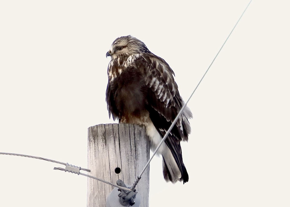 Rough-legged Hawk - Sparrow Claw