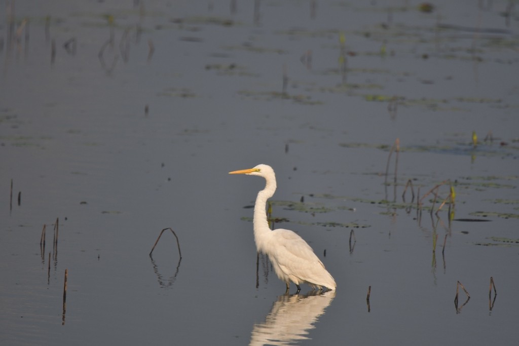 Great Egret - Bimal Modi