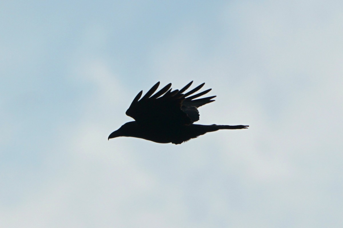 Large-billed Crow - JingZu Tu