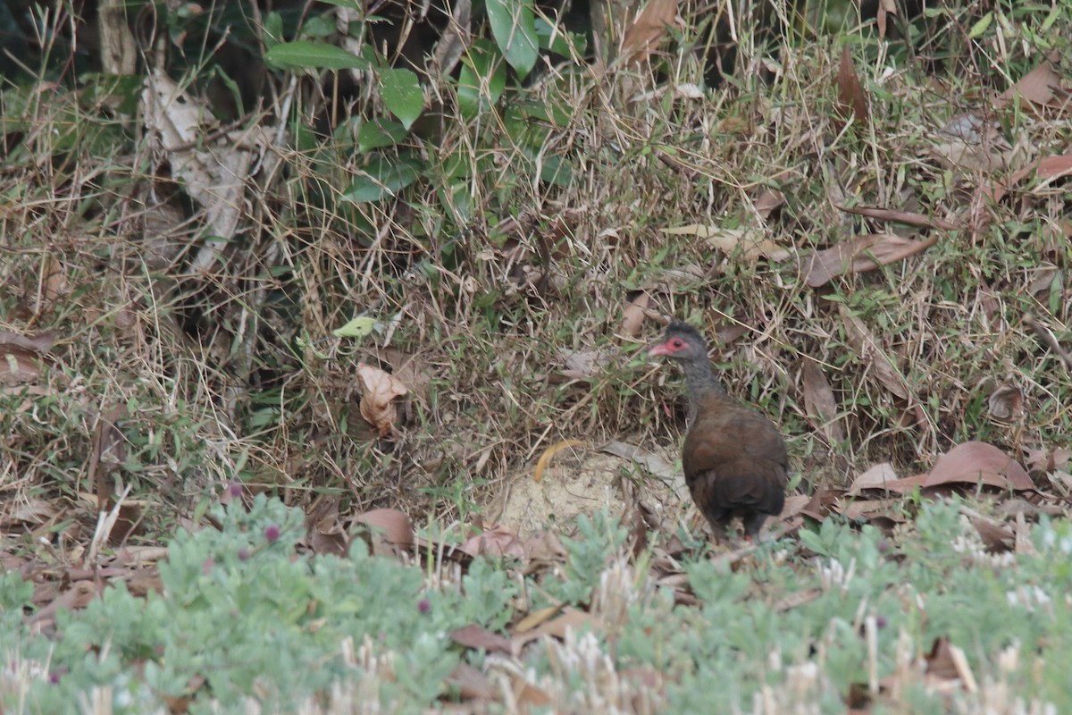 Red Spurfowl - Harshith JV
